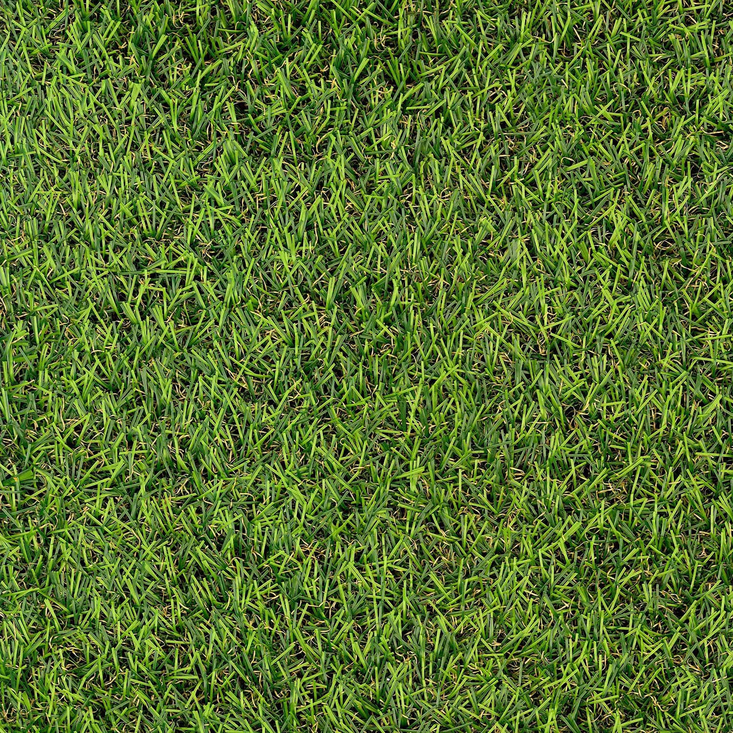 Fern 20mm