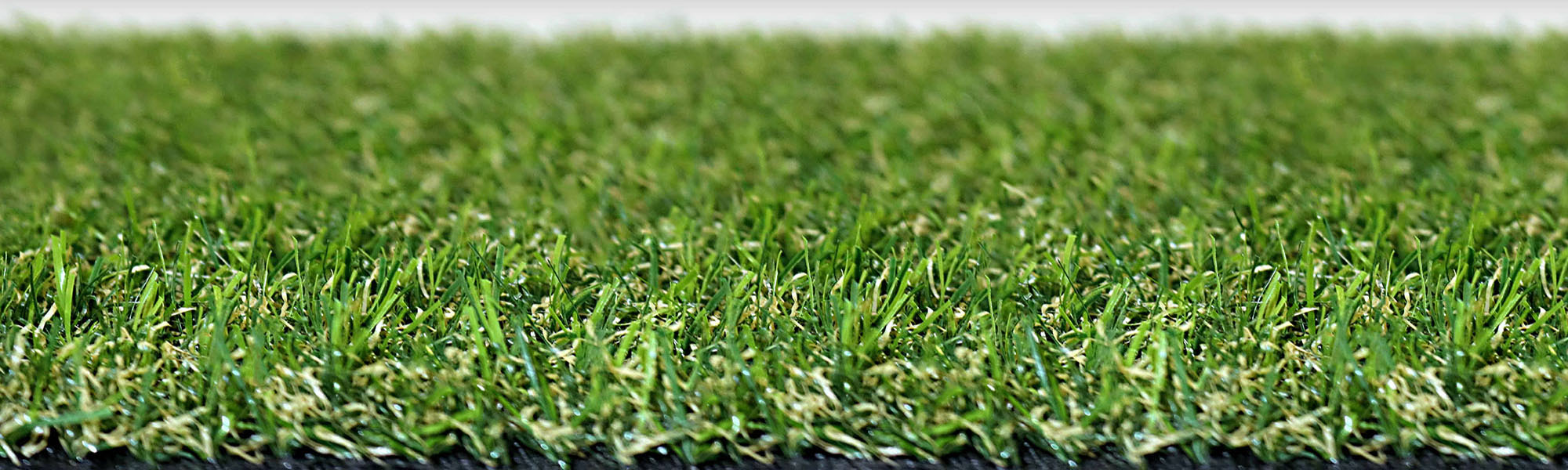 Fern 20mm